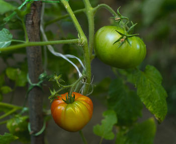 Close-up of tomatoes on plant