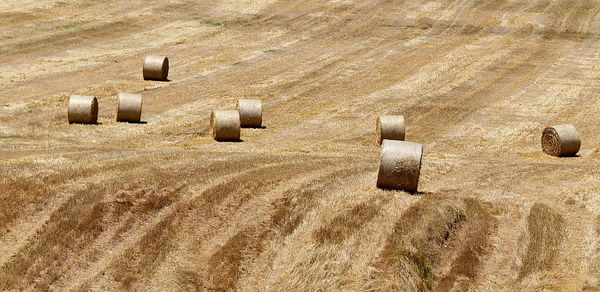 Hay bales on field