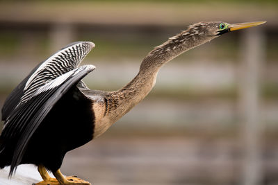 Close-up of a bird