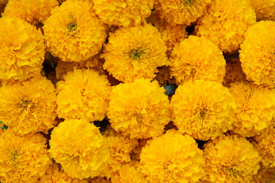 Full frame shot of yellow flowers