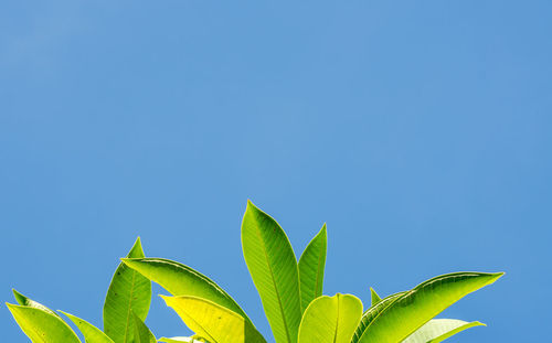 Low angle view of plant against clear blue sky