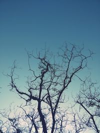 Low angle view of bare tree against clear blue sky