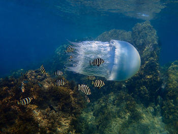 Close-up of jellyfish swimming in sea