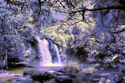 Scenic view of waterfall in forest