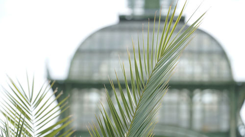 Close-up of palm leaf