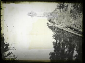 Trees in foggy weather