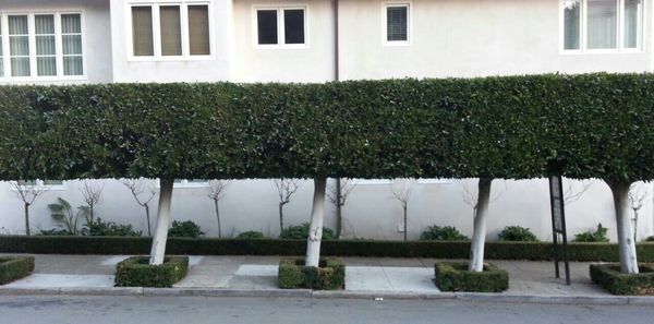 Plants growing in front of building