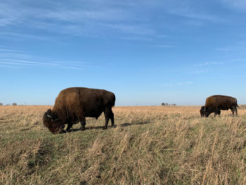 Two american bison grazing