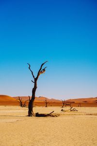 Dead tree on desert against clear blue sky