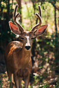 Portrait of deer