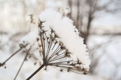 Close-up of snow on plant