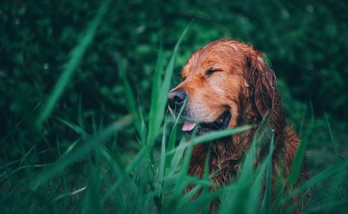 Close-up of dog on field