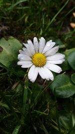 Close-up of white daisy flowers