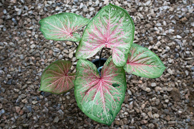 High angle view of green leaf on land