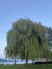 Low angle view of trees on field against clear sky