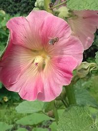 Close-up of pink hibiscus blooming outdoors