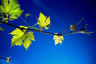 Low angle view of maple tree against clear blue sky