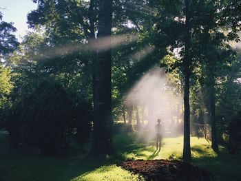 Sun shining through trees