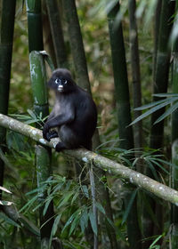 Monkey in a forest