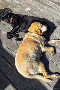 High angle view of dog sleeping on footpath