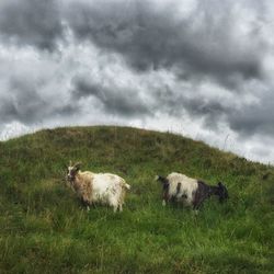 Sheep grazing on field against storm clouds