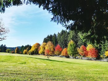 Trees on field against sky during autumn