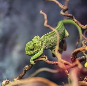 Close-up of a lizard on tree