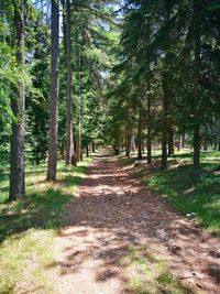 Dirt road amidst trees in forest