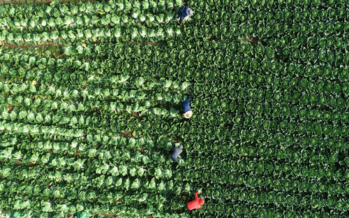 High angle view of plants growing on field