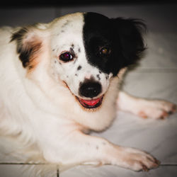 Close-up portrait of dog relaxing on bed at home