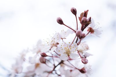 Close-up of cherry blossoms in spring