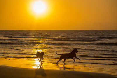 Silhouette horse on beach against sky during sunset