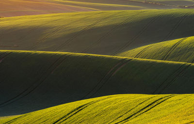 Full frame shot of agricultural field