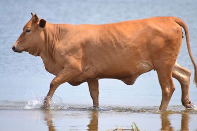 Side view of horse drinking water