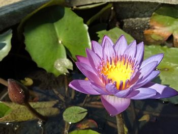 Close-up of lotus water lily in pond