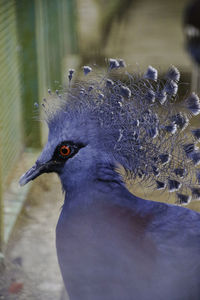 Close-up of bird