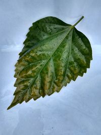 Close-up of wet leaf against white background