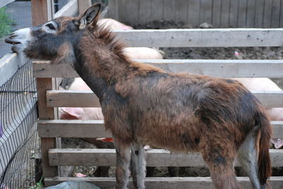 Side view of a horse