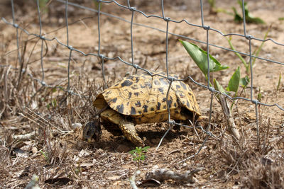 Body of  tortoise that died, after getting stuck in fence, mkuze game reserve south africa. 