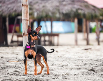 Dog on the beach