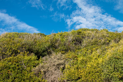 Plants growing on land against sky