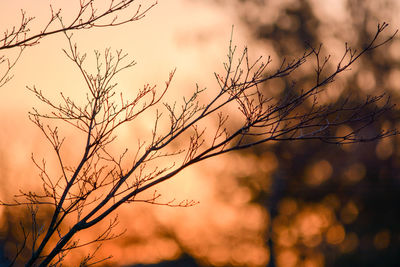 Silhouette bare tree against sky during sunset