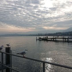 Seagull perching on railing against sea during sunset