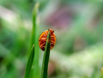 Close-up of insect on flower