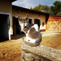 Portrait of cat sitting outdoors