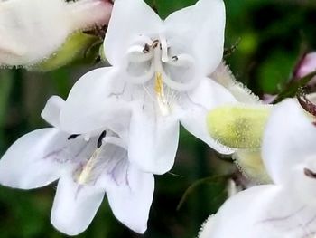 Close-up of white flowers blooming outdoors