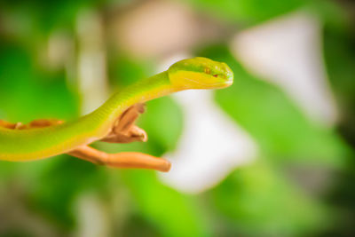 Close-up of yellow flowering plant