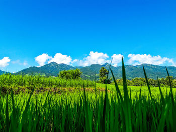 Scenic view of agricultural field against blue sky