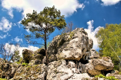 Trees against sky