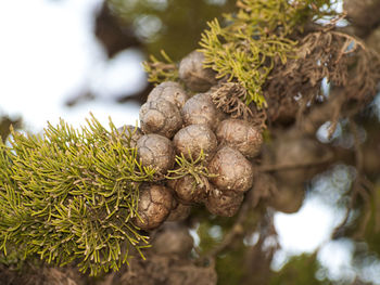 Close-up of berries on tree